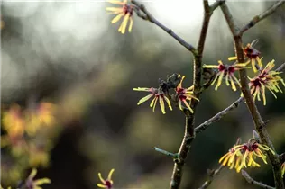 Hamamelis x intermedia 'Cyrille' - Zaubernuss 'Cyrille'