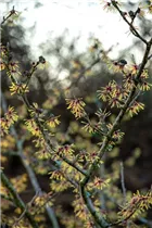 Hamamelis x intermedia 'Cyrille' - Zaubernuss 'Cyrille'