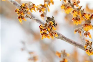 Hamamelis x intermedia 'Cyrille' - Zaubernuss 'Cyrille'