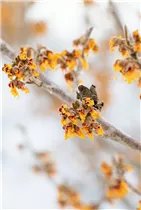 Hamamelis x intermedia 'Cyrille' - Zaubernuss 'Cyrille'