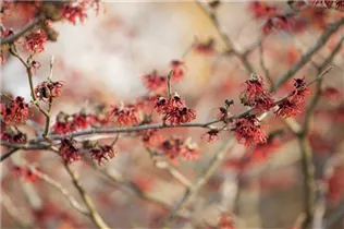 Hamamelis x intermedia 'Feuerzauber' - Zaubernuss 'Feuerzauber'