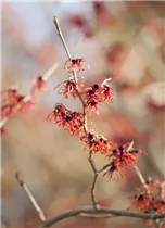 Hamamelis x intermedia 'Feuerzauber' - Zaubernuss 'Feuerzauber'