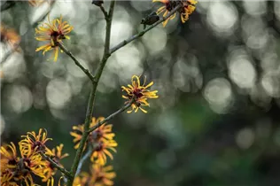 Hamamelis x intermedia 'Harry' - Zaubernuss 'Harry'
