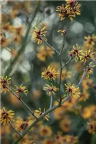 Hamamelis x intermedia 'Harry' - Zaubernuss 'Harry'