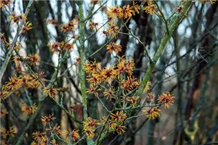 Hamamelis x intermedia 'Harry' - Zaubernuss 'Harry'