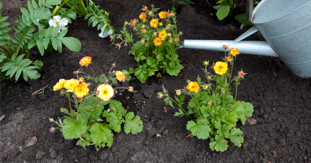  - Nelkenwurz - Einpflanzen im Garten