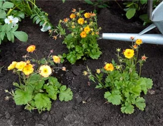 Nelkenwurz - Einpflanzen im Garten Nelkenwurz - Einpflanzen im Garten