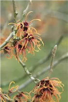 Hamamelis x intermedia 'Jelena' - Zaubernuss 'Jelena' Hamamelis x intermedia 'Jelena' - Zaubernuss 'Jelena'