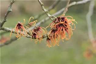 Hamamelis x intermedia 'Jelena' - Zaubernuss 'Jelena' Hamamelis x intermedia 'Jelena' - Zaubernuss 'Jelena'