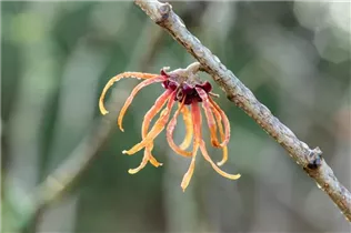 Hamamelis x intermedia 'Jelena' - Zaubernuss 'Jelena' Hamamelis x intermedia 'Jelena' - Zaubernuss 'Jelena'