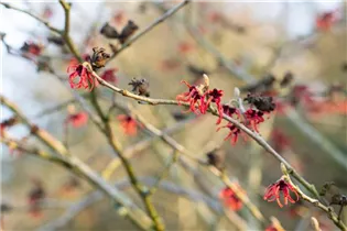 Hamamelis x intermedia 'Old Copper' - Zaubernuss 'Old Copper'