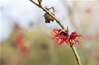Hamamelis x intermedia 'Old Copper' - Zaubernuss 'Old Copper'