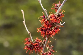Hamamelis x intermedia 'Old Copper' - Zaubernuss 'Old Copper'
