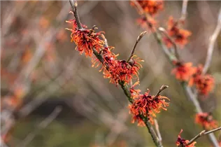 Hamamelis x intermedia 'Old Copper' - Zaubernuss 'Old Copper'