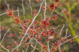 Hamamelis x intermedia 'Old Copper' - Zaubernuss 'Old Copper'