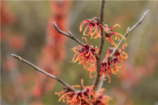 Hamamelis x intermedia 'Old Copper' - Zaubernuss 'Old Copper'