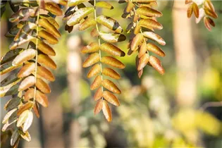 Gleditsia triacanthos 'Rubylace' - Lederhülsenbaum 'Rubylace' Gleditsia triacanthos 'Rubylace' - Lederhülsenbaum 'Rubylace'