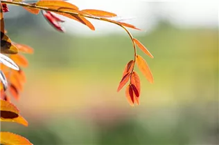 Gleditsia triacanthos 'Rubylace' - Lederhülsenbaum 'Rubylace' Gleditsia triacanthos 'Rubylace' - Lederhülsenbaum 'Rubylace'