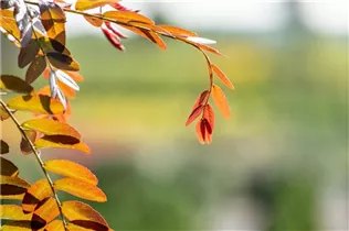 Gleditsia triacanthos 'Rubylace' - Lederhülsenbaum 'Rubylace' Gleditsia triacanthos 'Rubylace' - Lederhülsenbaum 'Rubylace'