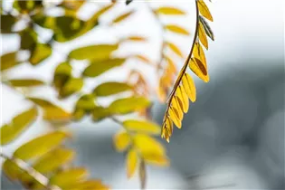 Gleditsia triacanthos 'Rubylace' - Lederhülsenbaum 'Rubylace' Gleditsia triacanthos 'Rubylace' - Lederhülsenbaum 'Rubylace'