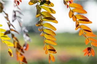 Gleditsia triacanthos 'Rubylace' - Lederhülsenbaum 'Rubylace' Gleditsia triacanthos 'Rubylace' - Lederhülsenbaum 'Rubylace'