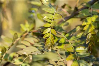 Gleditsia triacanthos 'Rubylace' - Lederhülsenbaum 'Rubylace' Gleditsia triacanthos 'Rubylace' - Lederhülsenbaum 'Rubylace'