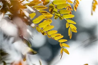 Gleditsia triacanthos 'Rubylace' - Lederhülsenbaum 'Rubylace' Gleditsia triacanthos 'Rubylace' - Lederhülsenbaum 'Rubylace'
