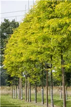 Gleditsia triacanthos 'Sunburst' - Lederhülsenbaum 'Sunburst' Gleditsia triacanthos 'Sunburst' - Lederhülsenbaum 'Sunburst'
