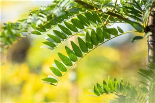 Gleditsia triacanthos 'Sunburst' - Lederhülsenbaum 'Sunburst' Gleditsia triacanthos 'Sunburst' - Lederhülsenbaum 'Sunburst'