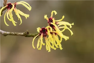 Hamamelis x intermedia 'Primavera' - Zaubernuss 'Primavera'