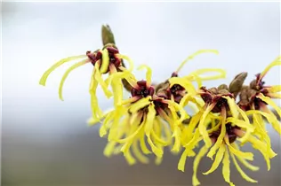 Hamamelis x intermedia 'Primavera' - Zaubernuss 'Primavera'
