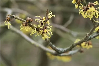 Hamamelis x intermedia 'Primavera' - Zaubernuss 'Primavera'