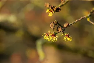Hamamelis x intermedia 'Primavera' - Zaubernuss 'Primavera'
