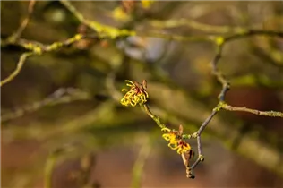 Hamamelis x intermedia 'Primavera' - Zaubernuss 'Primavera'