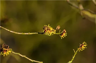 Hamamelis x intermedia 'Primavera' - Zaubernuss 'Primavera'