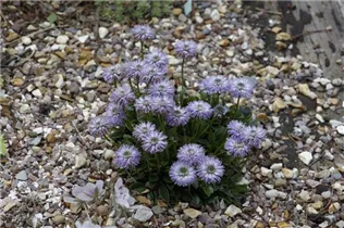 Globularia nudicaulis - Schaft-Kugelblume