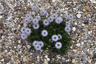Globularia nudicaulis - Schaft-Kugelblume