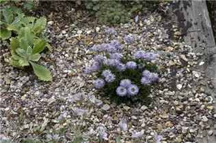 Globularia nudicaulis - Schaft-Kugelblume