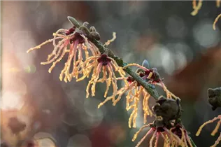 Hamamelis x intermedia 'Spanish Spider' - Zaubernuss 'Spanish Spider'