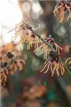 Hamamelis x intermedia 'Spanish Spider' - Zaubernuss 'Spanish Spider'