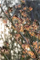 Hamamelis x intermedia 'Spanish Spider' - Zaubernuss 'Spanish Spider'