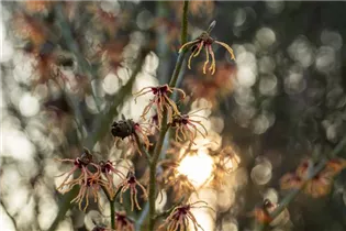 Hamamelis x intermedia 'Spanish Spider' - Zaubernuss 'Spanish Spider'