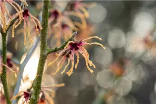 Hamamelis x intermedia 'Spanish Spider' - Zaubernuss 'Spanish Spider'