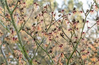 Hamamelis x intermedia 'Spanish Spider' - Zaubernuss 'Spanish Spider'