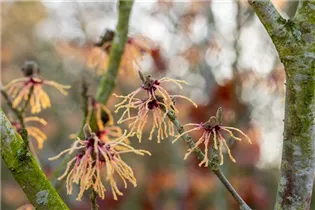 Hamamelis x intermedia 'Spanish Spider' - Zaubernuss 'Spanish Spider'