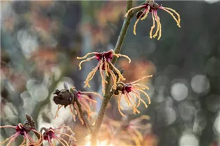 Hamamelis x intermedia 'Spanish Spider' - Zaubernuss 'Spanish Spider'