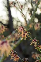 Hamamelis x intermedia 'Spanish Spider' - Zaubernuss 'Spanish Spider'