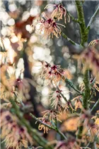 Hamamelis x intermedia 'Spanish Spider' - Zaubernuss 'Spanish Spider'