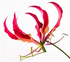 Gloriosa superba - Ruhmeskrone Gloriosa superba - Ruhmeskrone