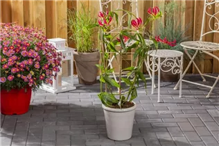 Gloriosa superba 'Rothschildiana' - Ruhmeskrone 'Rothschildiana' Gloriosa superba 'Rothschildiana' - Ruhmeskrone 'Rothschildiana'